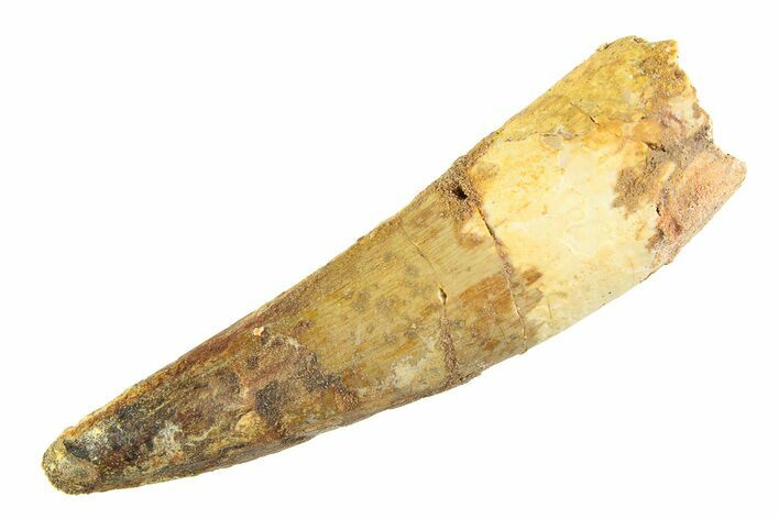Fossil Spinosaurus Tooth - Real Dinosaur Tooth #353123